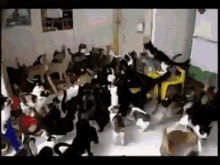 a group of cats are gathered in a room a group of cats are gathered in a room