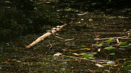 The pond is also a refugia for endangered Western Pond Turtles. We have been supporting this population for many years now and are always delighted to see new hatchlings. As far as we can tell the population at this time is around 17 of varying sizes and ages.  The second photo was shocking to me. A baby turtle hauled out on the beaver's back and stayed there for some time. Eventually Joe Travis (beaver) started swimming in circles. The turtle rode like he was surfing. 