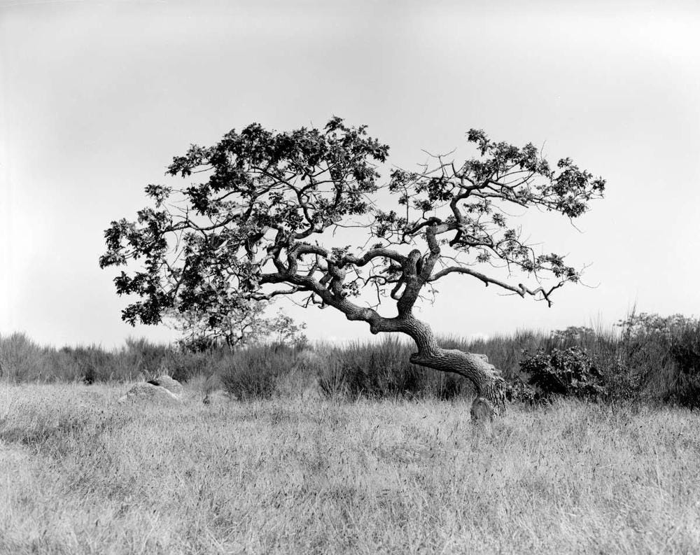 Garry oak (Quercus garryana) Garry oak (Quercus garryana)
