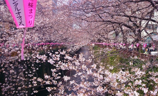 Cherry Blossom in NakaMeguro Cherry Blossom in NakaMeguro