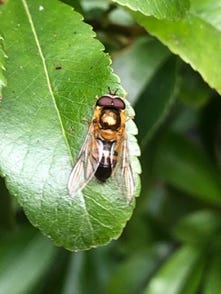 Spring Smoothtail (Epistrophe eligans)