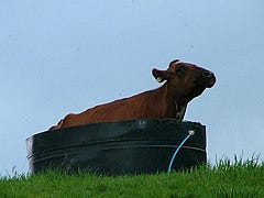 File:A Bovine Jacuzzi - geograph.org.uk - 439542.jpg