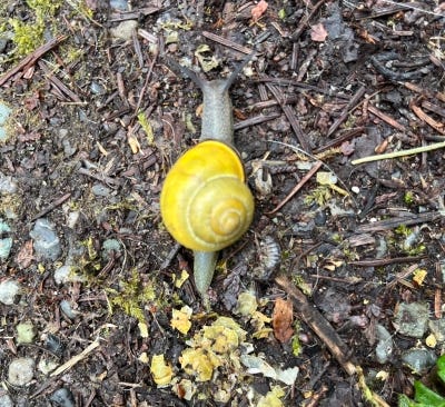 A single yellow-shelled snail makes its way across the sodden ground.