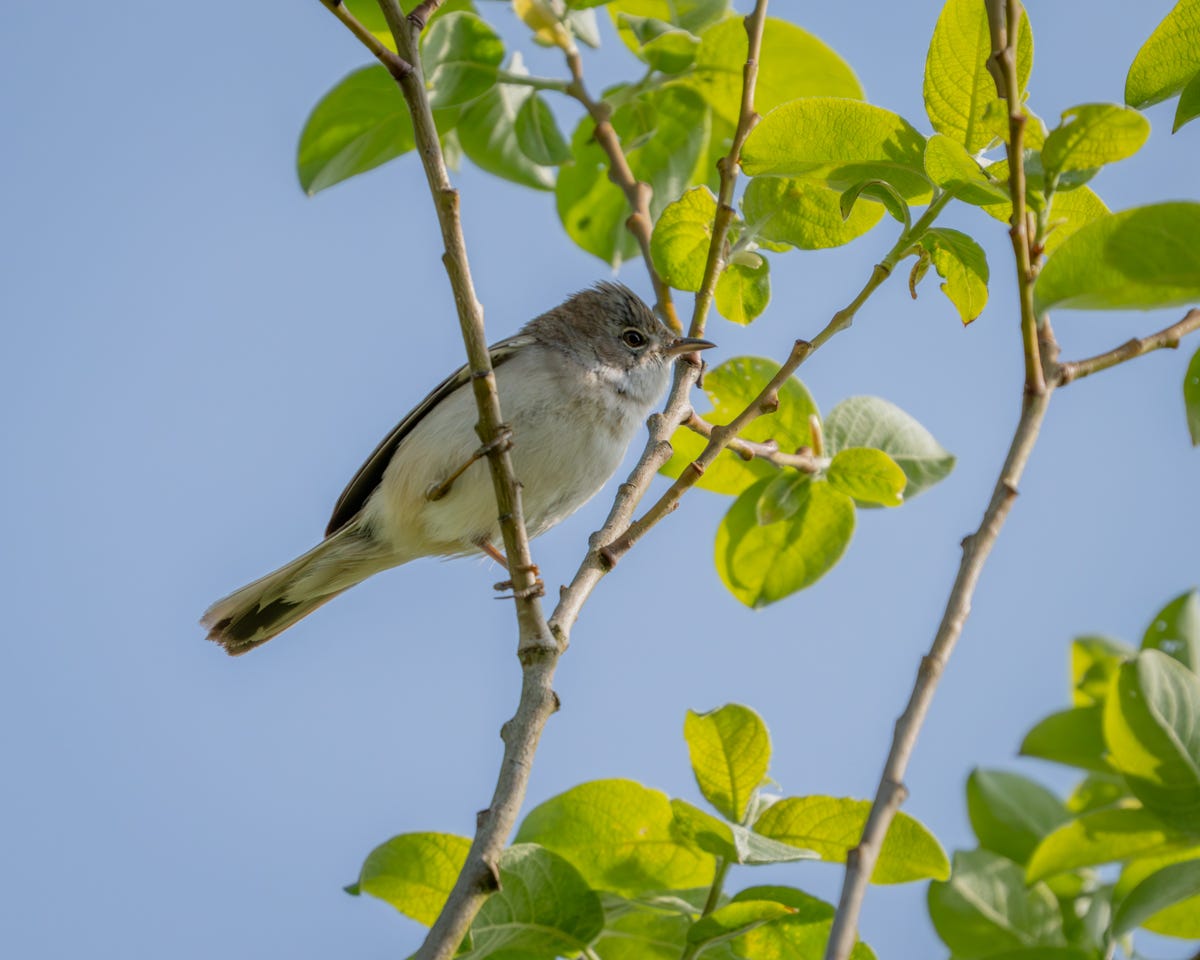 A pale bird with a grey head sitting high above the camera in a green shrub