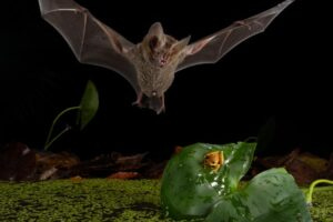 A fringe-lipped bat (Trachops cirrhosus) hovering over a frog on a leaf by a pond