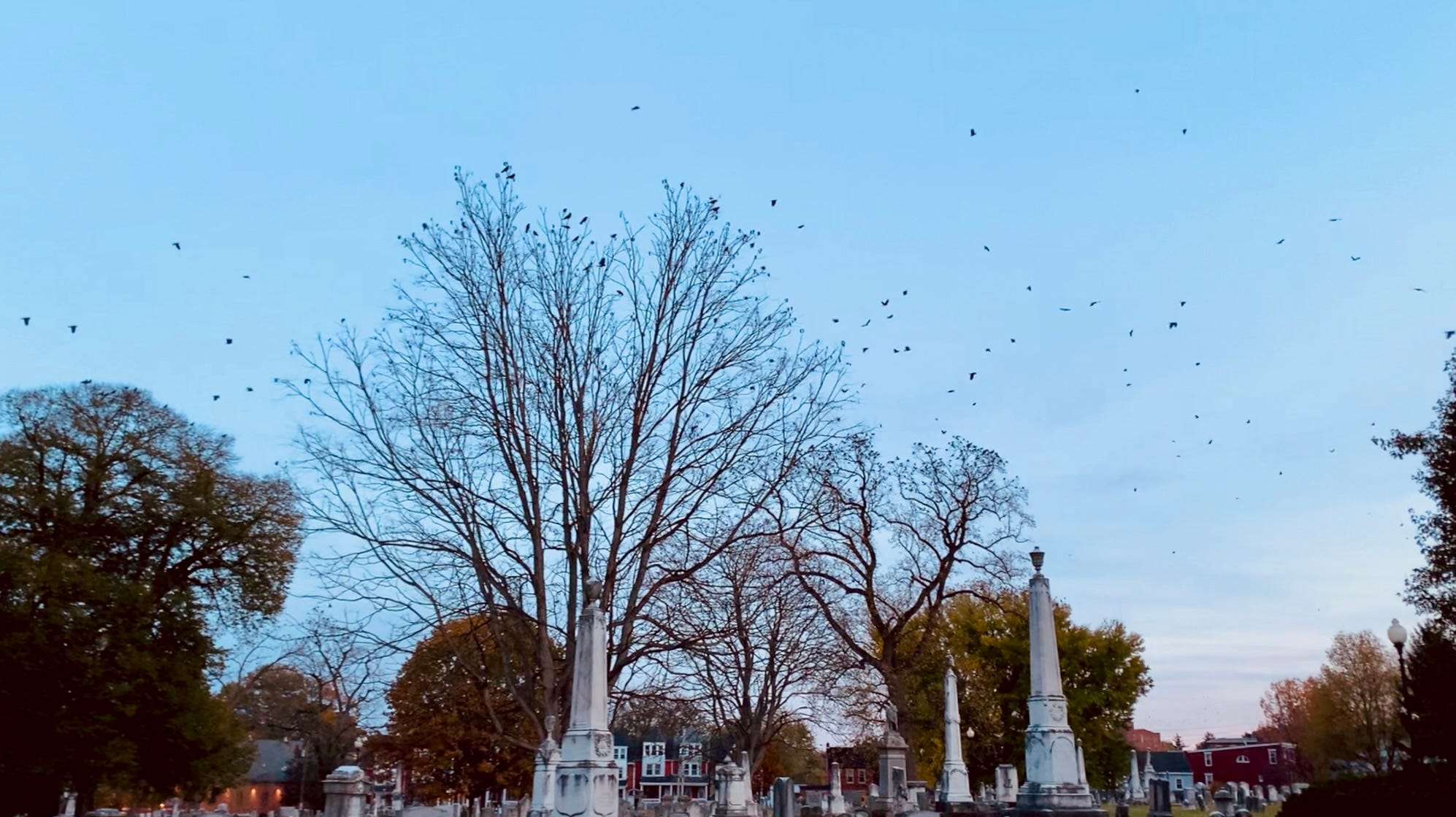 a cemetery with large monument tombstones in the foreground and large trees in the background with city row homes and brick buildings showing through. the sky is fading to night, with a haze of peachy and purple clouds. above it all, a swarm of crows. some roosting in the tallest trees, some still deciding where to land. a cemetery with large monument tombstones in the foreground and large trees in the background with city row homes and brick buildings showing through. the sky is fading to night, with a haze of peachy and purple clouds. above it all, a swarm of crows. some roosting in the tallest trees, some still deciding where to land.