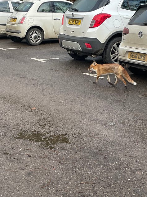 Warning signs for a silt pond and danger; a fox running past cars; men unloading meat from a van