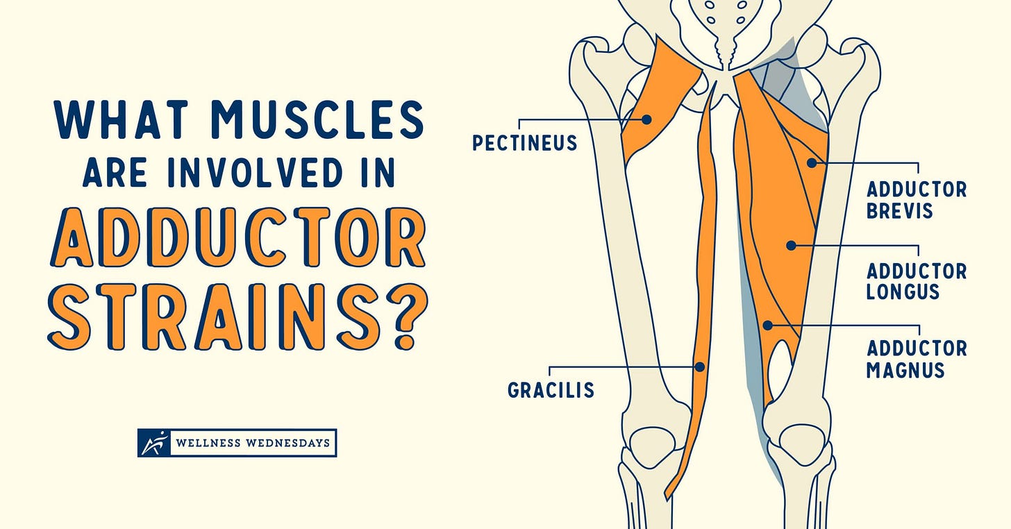 What Muscles are Involved in Adductor Strains? | Airrosti What Muscles are Involved in Adductor Strains? | Airrosti
