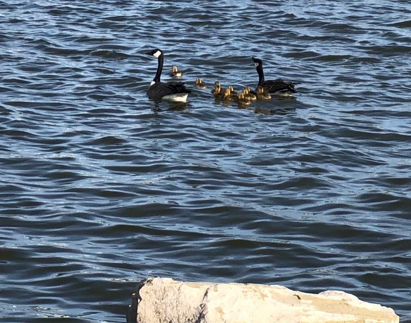 A close-up photo of a family of geese, the water is slightly ripply