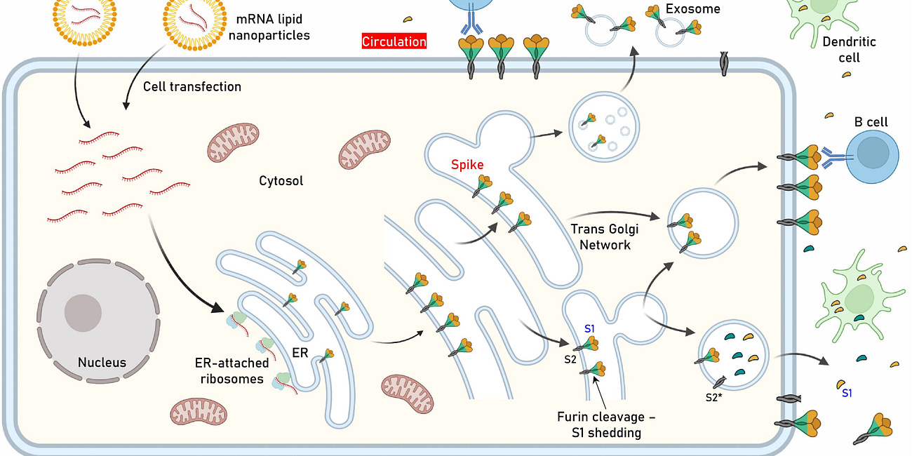 Nežiaduce účinky mRNA vakcín proti C-19: "spike" hypotéza