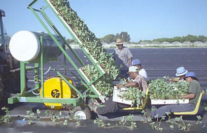 Mechanical Transplanter for Tomatoes, Strawberries | Kennco