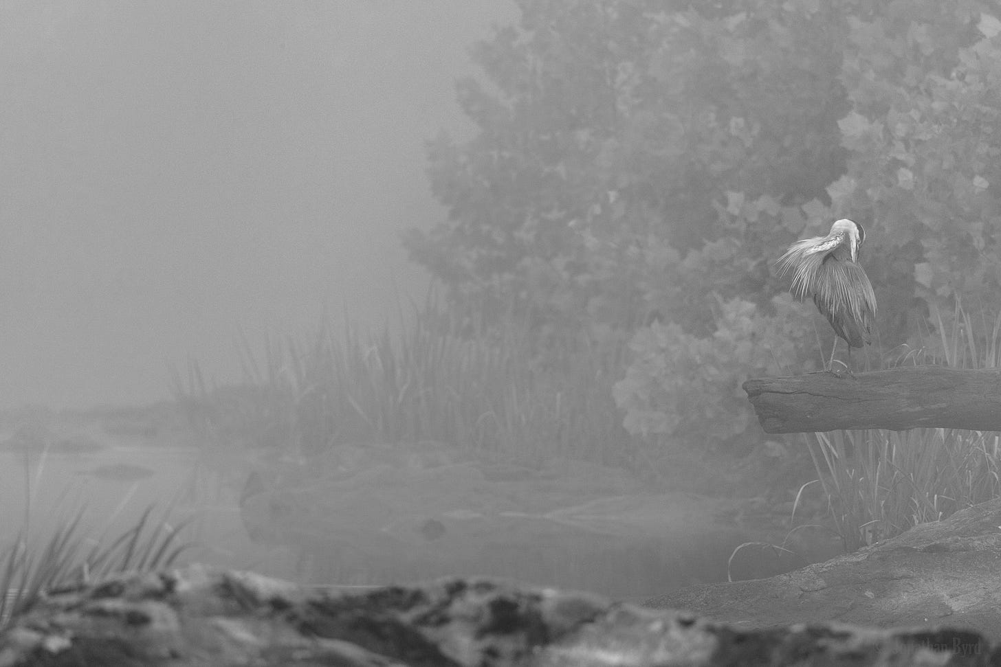 A great blue heron preens itself on a foggy river. 
