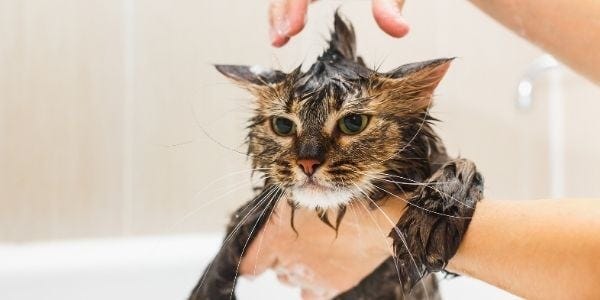 Bath Time! Why and How You Should Bathe Your Cat | Preventive Vet
