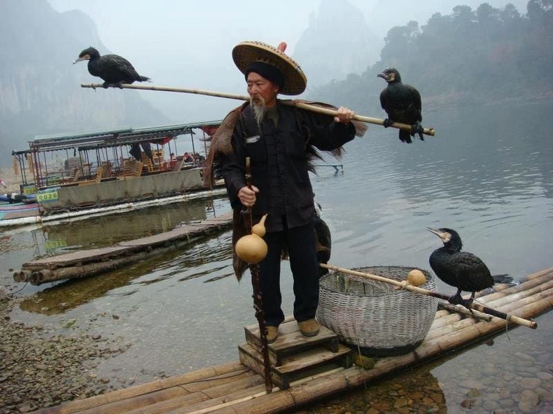 Cormorant fishing Guilin — Meet the legendary fishermen of Li river - Living + Nomads - Travel ...