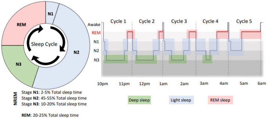 Sleep "architecture", which shows the typical percentage of time spent... | Download Scientific ...
