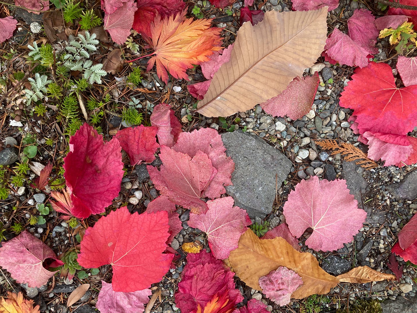 Autumn leaves on ground