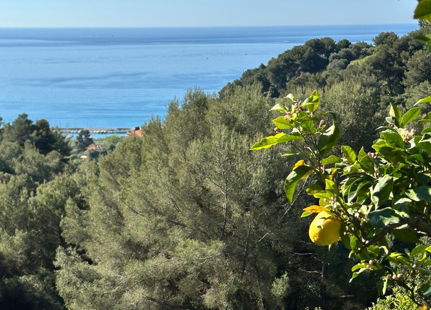 A Menton lemon tree branch in the foreground with the Mediterranean Sea, the port of Garavan, and the Italian coastline in the distance.