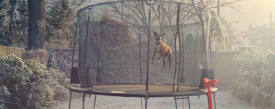 Buster the Boxer