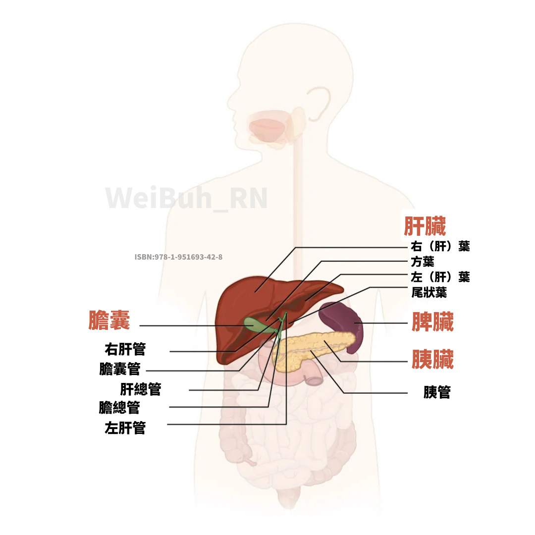 一張含有 文字, 水果, 藝術, 設計 的圖片
AI 產生的內容可能不正確。 一張含有 文字, 水果, 藝術, 設計 的圖片
AI 產生的內容可能不正確。