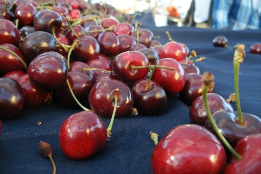 Where to pick your own cherries in the Bay Area in Brentwood, Morgan Hill, in 2023 Where to pick your own cherries in the Bay Area in Brentwood, Morgan Hill, in 2023
