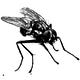The Walking Fly