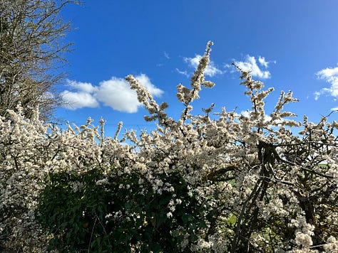 Ancient elms, clootie making and tying, Bride's Well, Parkinson's ME garden, Springline Path, Blackthorns, The first damson blossom at home.