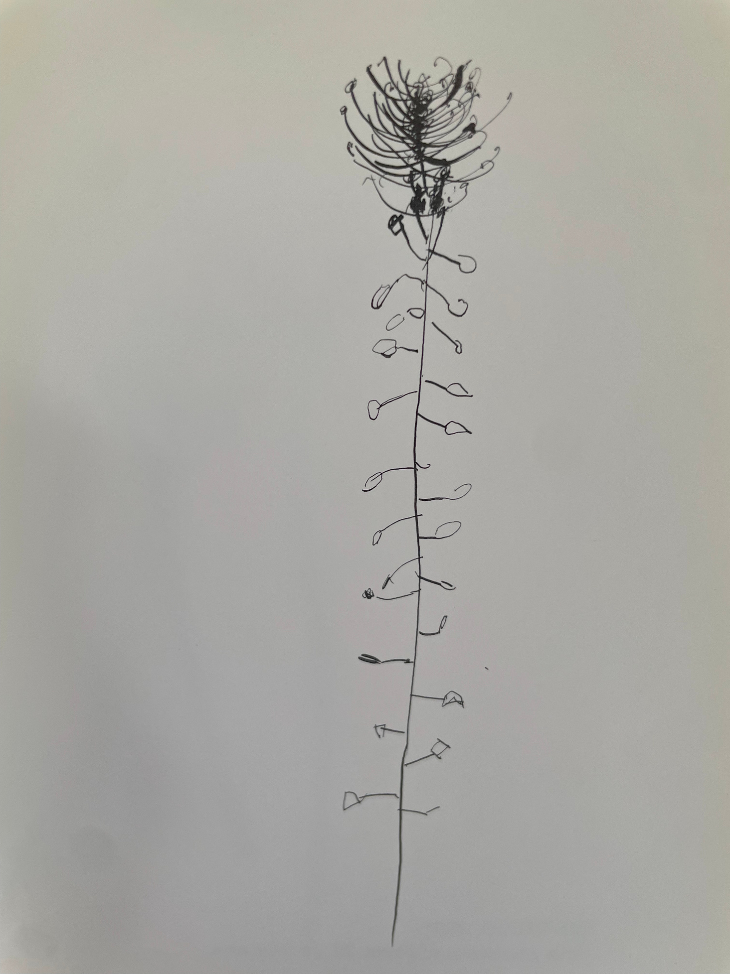 A simple line drawing of a long flowering weed.