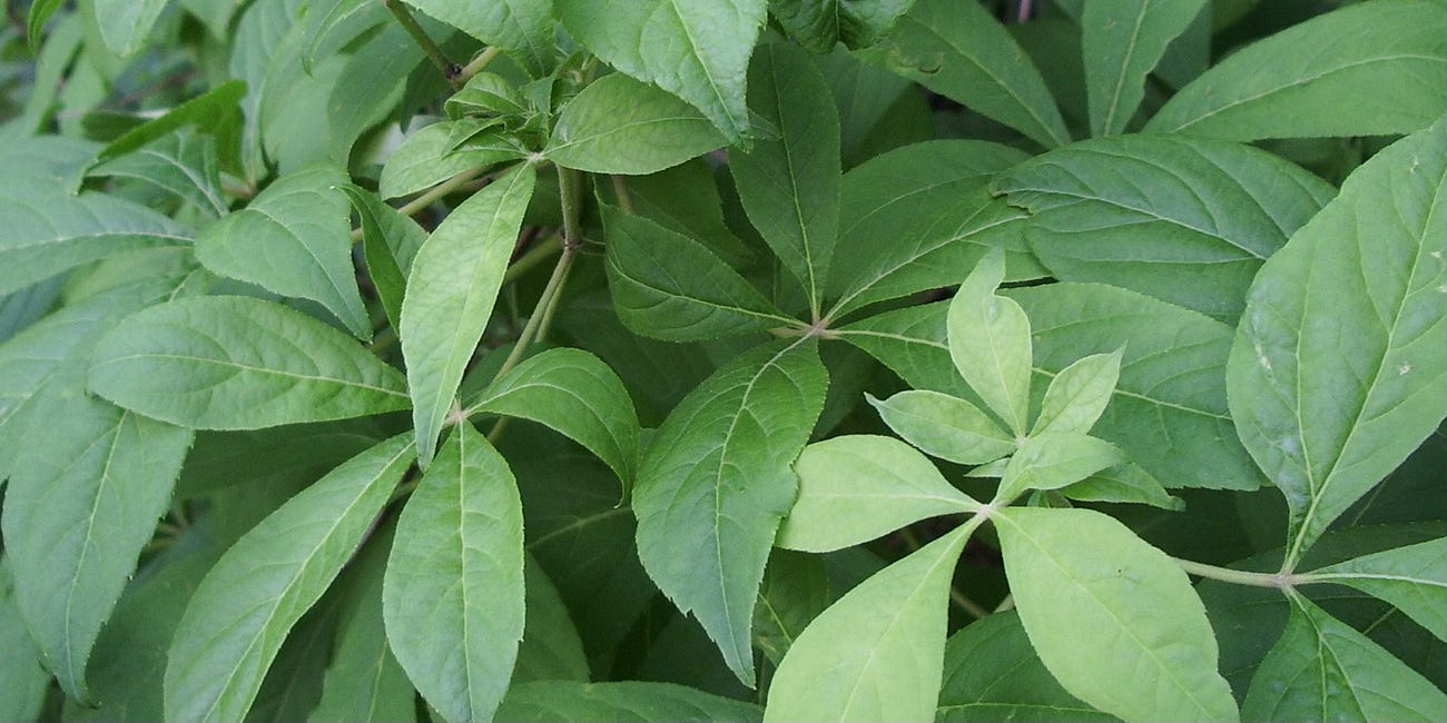 Siberian ginseng research notes: