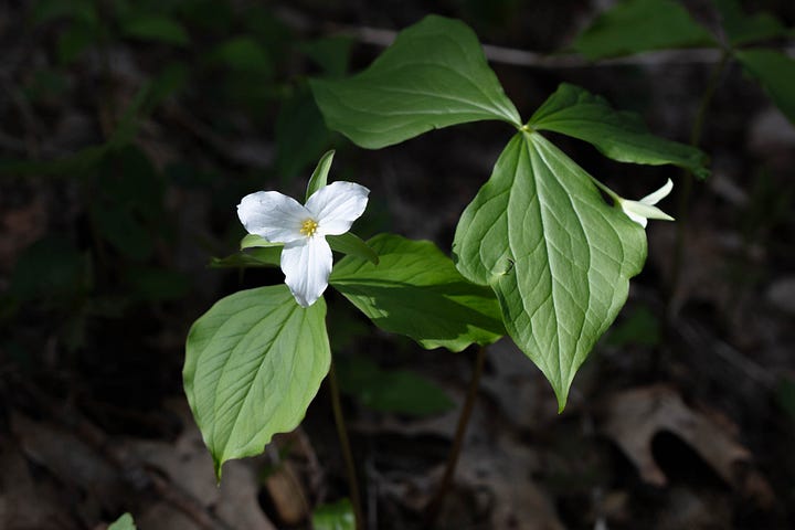 5 photos of great white trillium, a flower with three big petals, usually white, though in the fifth photo the petals have wide pink stripes. One photo is a closeup of a side view of a flower with a large bee on it (probably a nomad bee.) The bee has a long abdomen striped with yellow and black, yellow legs, and black wings and antennae.