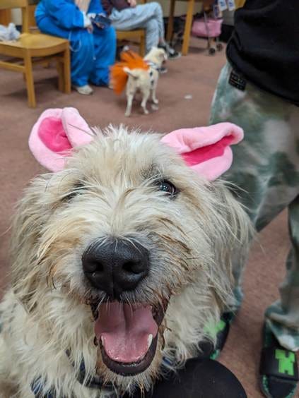 A dog with pink ears and a person's legs

AI-generated content may be incorrect.