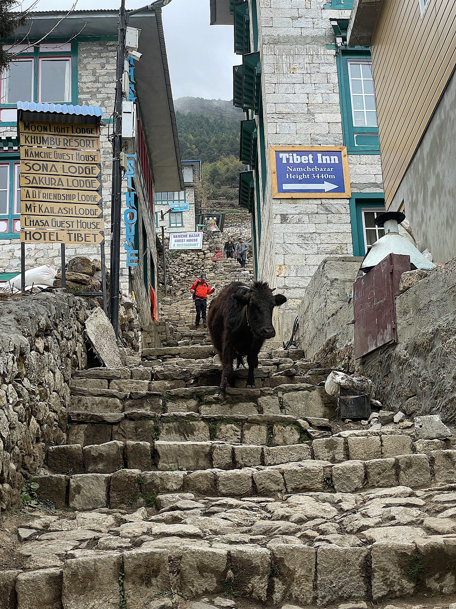 The cows don’t struggle with the stairs.