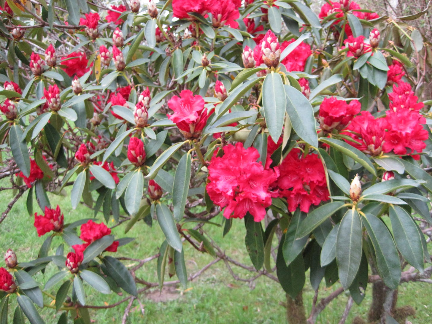 Rhododendron in Forks, WA