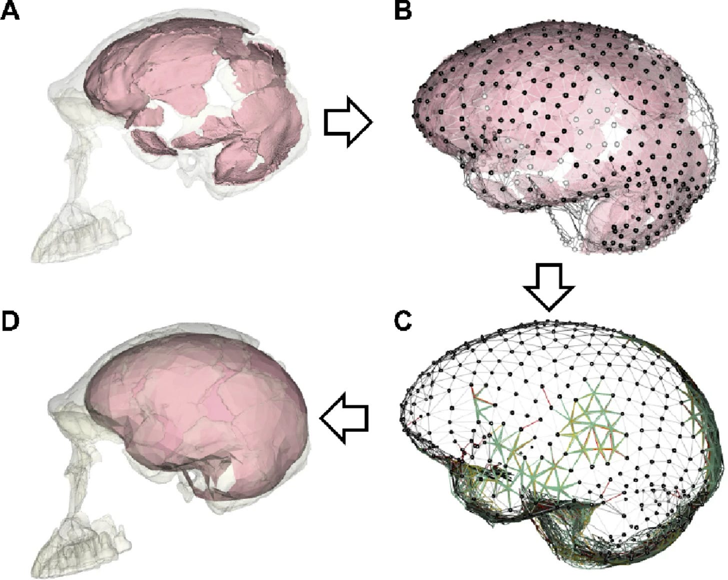 Brain structure and function in Homo naledi