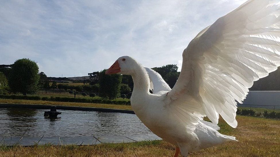 Thomas is a white bird with an orange beak, spreading his wings next to a pond on a cloudy day.