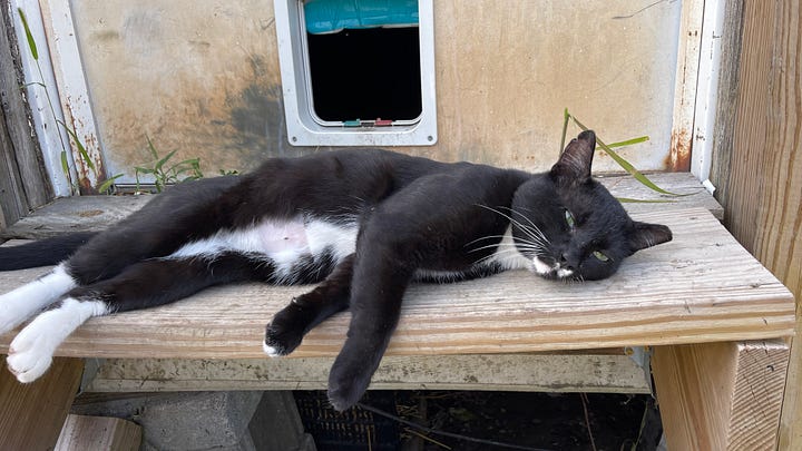 cute cat pictures