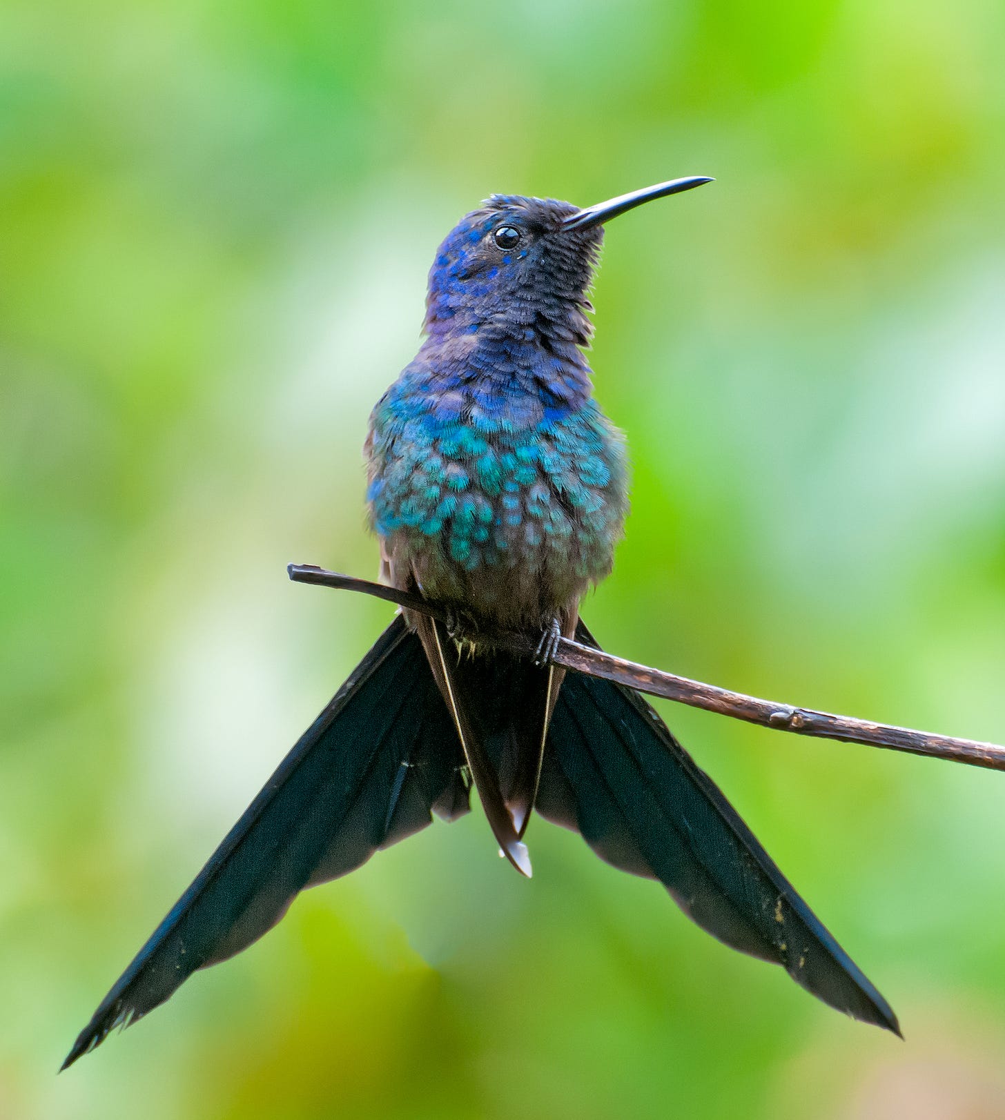 Swallow-tailed hummingbird - Wikipedia Swallow-tailed hummingbird - Wikipedia