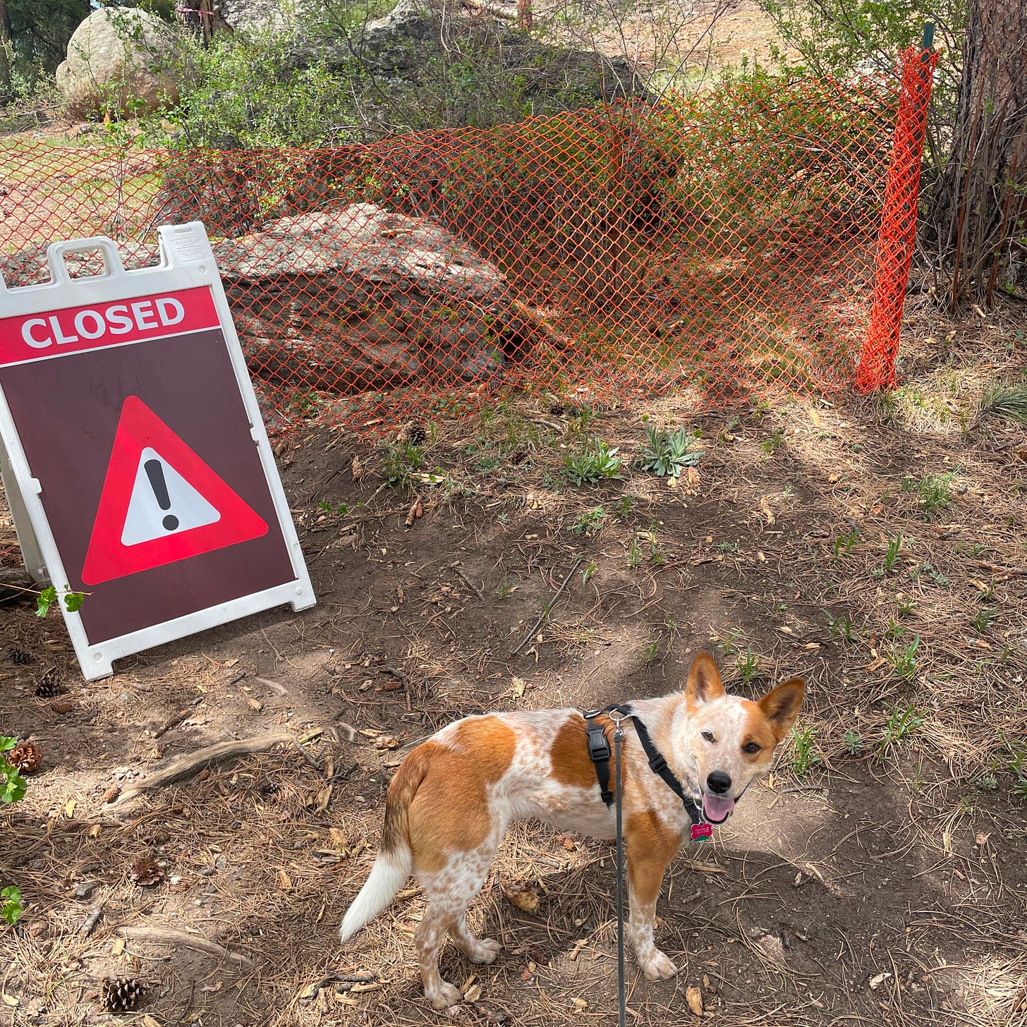 a cattle dog standing in front of a sign at a closed trail a cattle dog standing in front of a sign at a closed trail