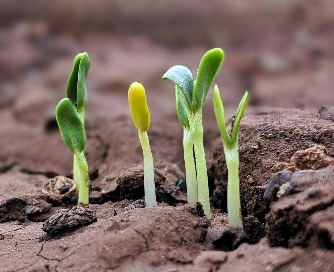 Green sprouts from seeds coming up in brown soil Green sprouts from seeds coming up in brown soil