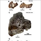 Anthropology.net