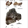 Anthropology.net