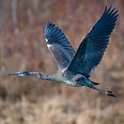 Sensor APS ou Full Frame: o que realmente importa na fotografia de natureza?