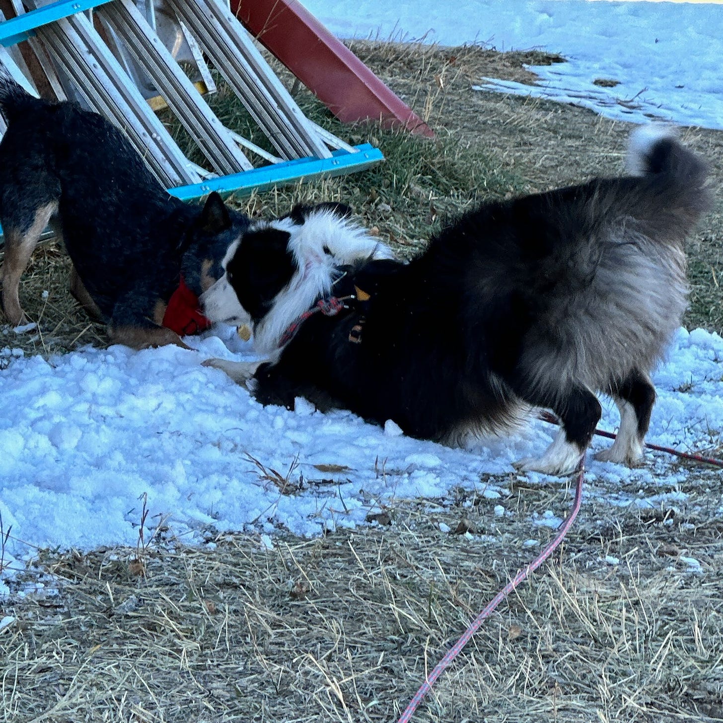 dogs playing in snow