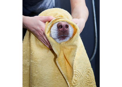 A dog wrapped in a towel so only the dog's muzzle is showing