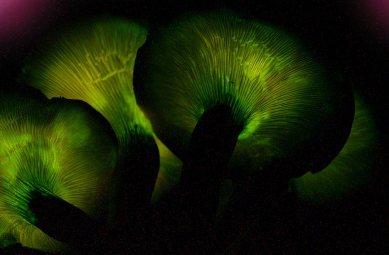 File:Omphalotus olearius 33857.jpg