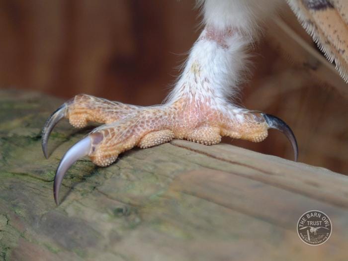 A Barn Owl foot - The Barn Owl Trust