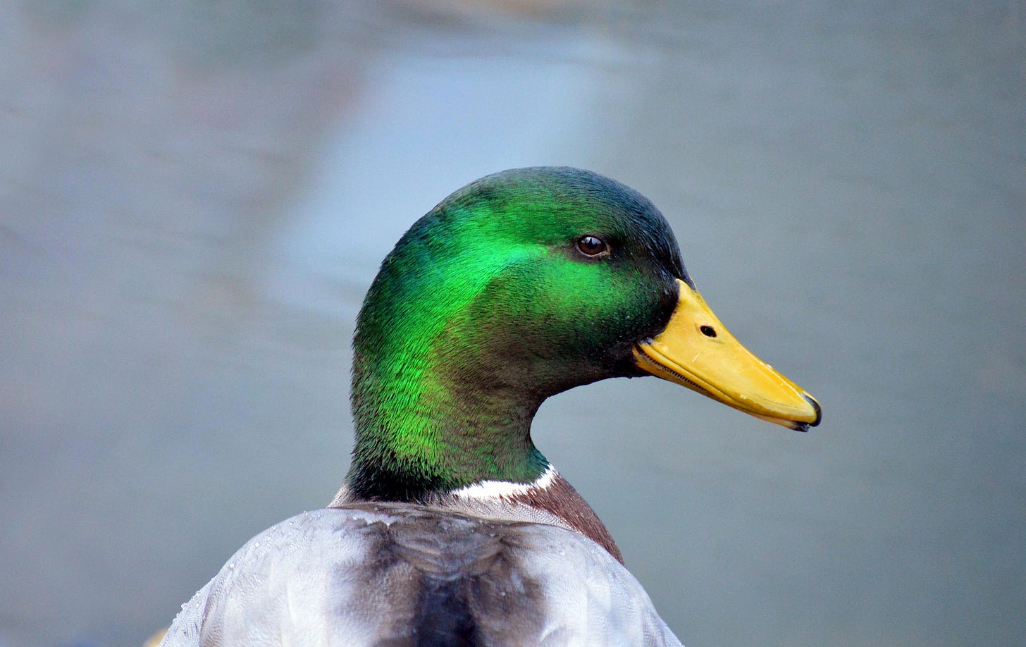male mallard