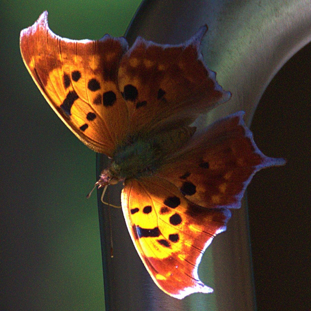 Our Call to I AM Presence