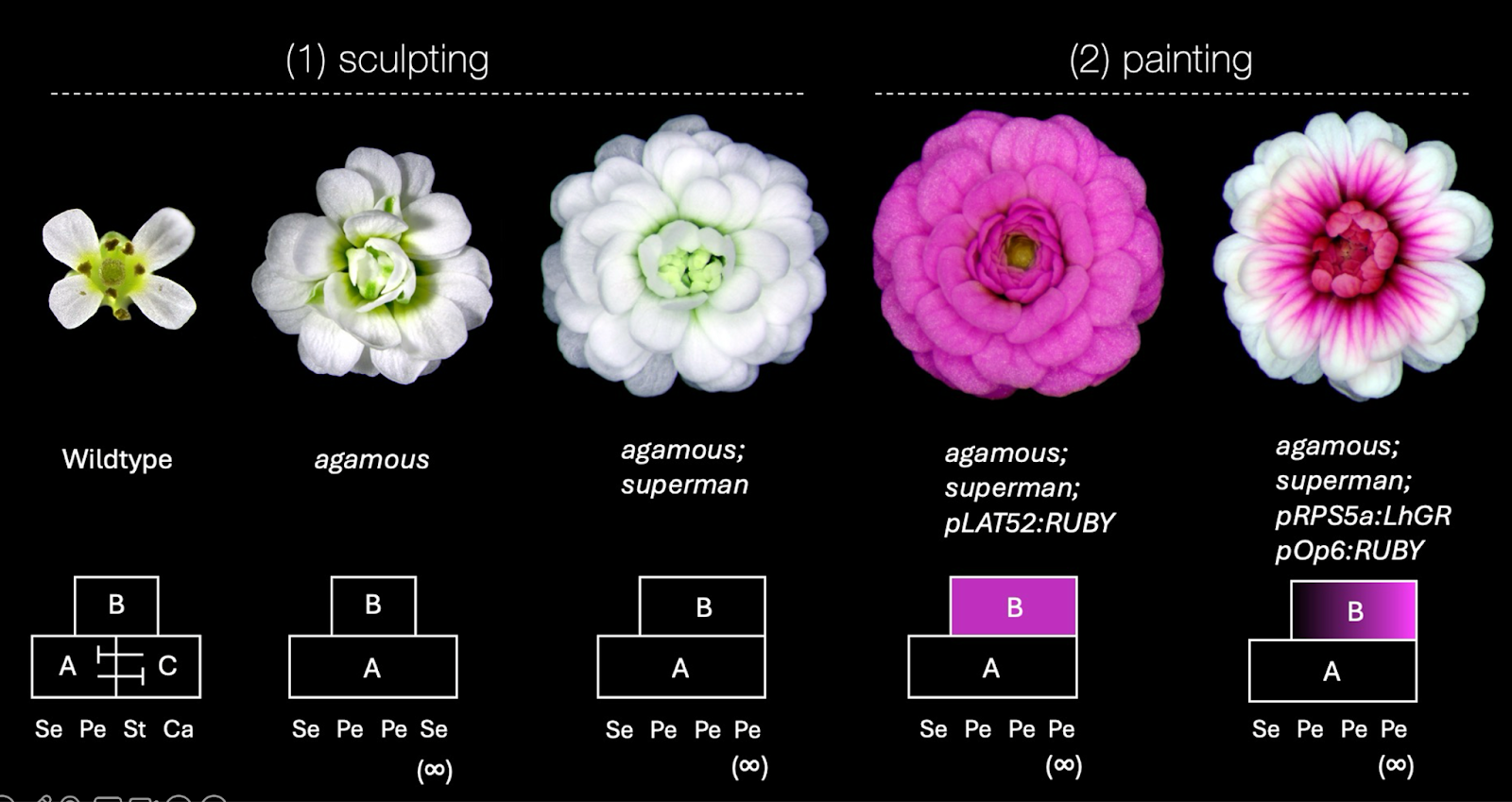 The Flower Designer - by Niko McCarty - Asimov Press