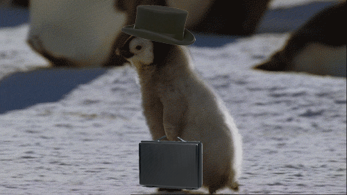 Artic Penguin Gentleman GIF - Cute Funny Penguin GIFs Artic Penguin Gentleman GIF - Cute Funny Penguin GIFs