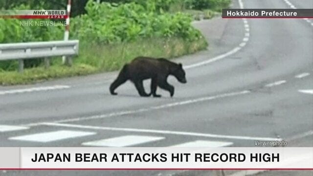Bear attacks in Japan top 200 for first time : r/japan